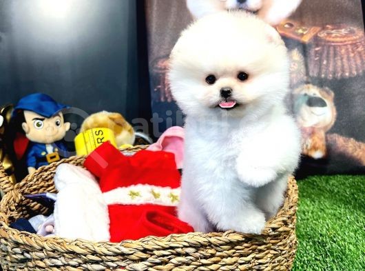 Aa Kalite Safkan  Pomeranian Oğlumuz görsel