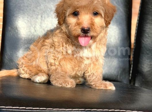 Hari̇ka Tüy Yapisi Erkek Malti̇poo görsel