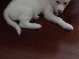 En Uygun Ve En Sağlıklı Yavrular