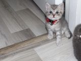 1 Aylik Scotti̇sh Ve Bri̇ti̇sh Bebi̇şler Yeni̇ Yuva Ariyor