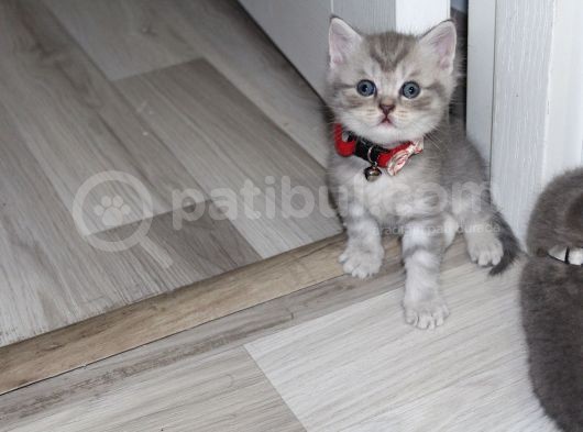 1 Aylik Scotti̇sh Ve Bri̇ti̇sh Bebi̇şler Yeni̇ Yuva Ariyor görsel
