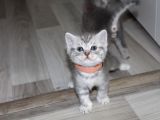 1 Aylik Scotti̇sh Ve Bri̇ti̇sh Bebi̇şler Yeni̇ Yuva Ariyor