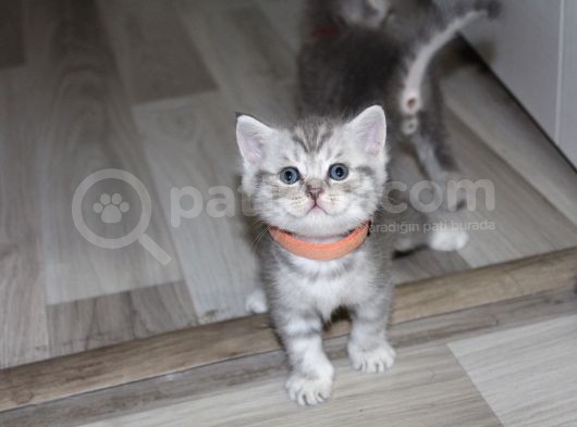 1 Aylik Scotti̇sh Ve Bri̇ti̇sh Bebi̇şler Yeni̇ Yuva Ariyor görsel