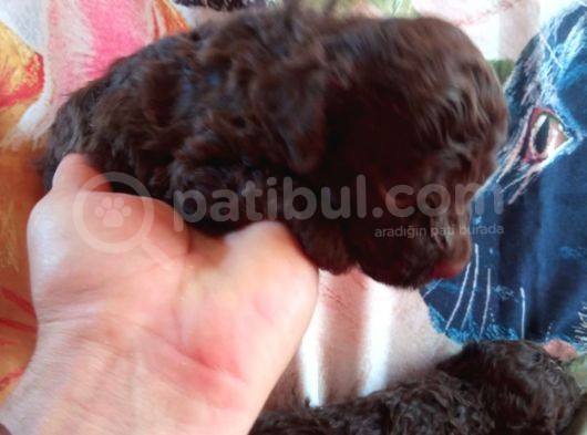 Çi̇kolata Renkte Poodle Yavrularimiz Pet Pasaportlu görsel