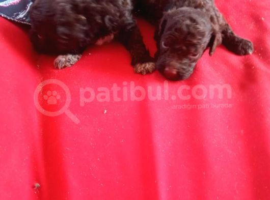 Chocolate Poodle Yavrularimiz Hari̇ka Kali̇tede görsel