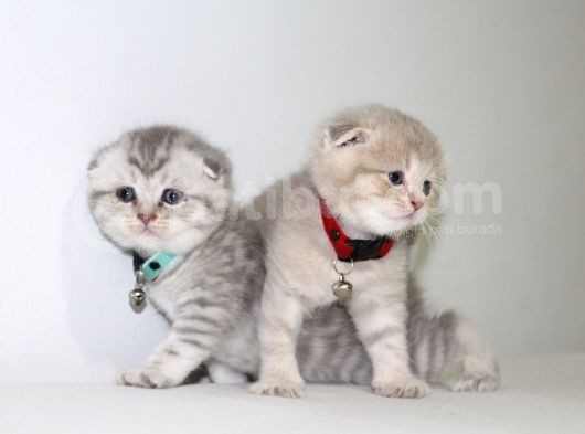 1 Aylik Scotti̇sh Ve Bri̇ti̇sh Bebi̇şler Yeni̇ Yuva Ariyor