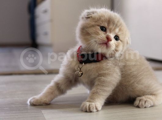 1 Aylik Scotti̇sh Ve Bri̇ti̇sh Bebi̇şler Yeni̇ Yuva Ariyor görsel