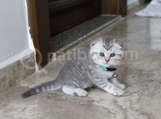 1 Aylik Scotti̇sh Ve Bri̇ti̇sh Bebi̇şler Yeni̇ Yuva Ariyor görsel