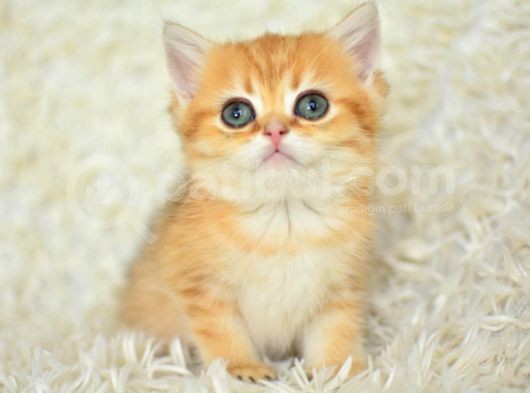 Golden Ny11 Bri̇ti̇sh Shorthai̇r Yavrumuz görsel