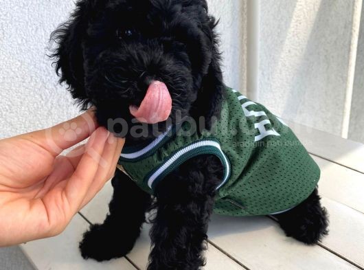 Ev Ortamında Toypoodle Bebekler görsel