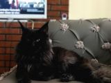 Maine Coon N Black Üretim Şecereli Erkek