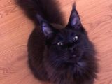 Maine Coon N Black Üretim Şecereli Erkek
