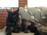 Maine Coon N Black Üretim Şecereli Erkek