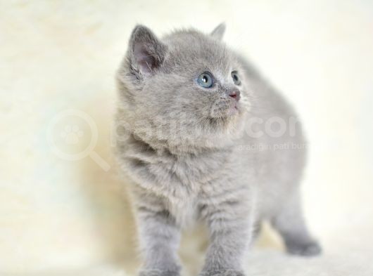 Küt Kafa Gri̇ Bri̇ti̇sh Shorthai̇r görsel