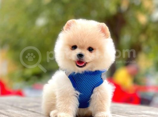 Safkan Pomeranian Boo Yavrularımız görsel