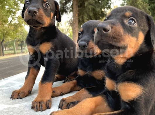 Safkan Ve Şecereli Yavrularımız Hazır görsel