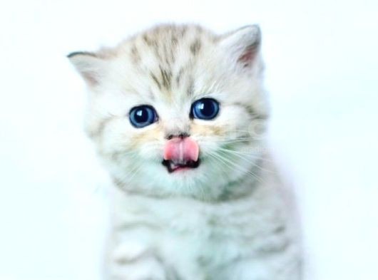 British Shorthair Yavrumuz görsel