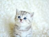 Muhteşem Kali̇tede Si̇lver Tabby Ns24 Bri̇ti̇sh Shorthai̇r