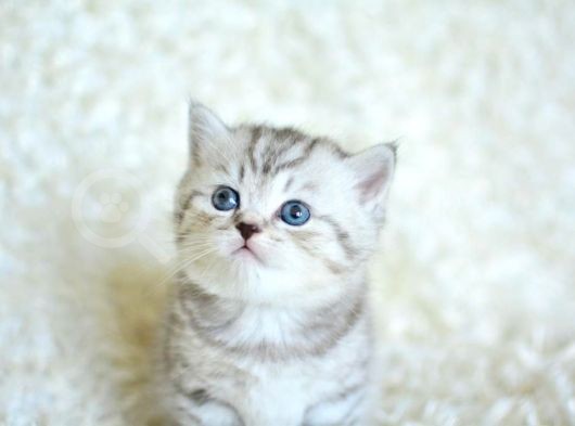 Muhteşem Kali̇tede Si̇lver Tabby Ns24 Bri̇ti̇sh Shorthai̇r görsel