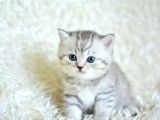 Muhteşem Kali̇tede Si̇lver Tabby Ns24 Bri̇ti̇sh Shorthai̇r