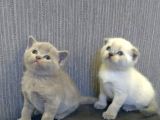 Aplus Safkan Irk Scottish Fold&Britihs Shorthair Yavrular