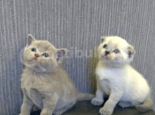 Aplus Safkan Irk Scottish Fold&Britihs Shorthair Yavrular görsel