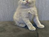 Aplus Safkan Irk Scottish Fold&Britihs Shorthair Yavrular