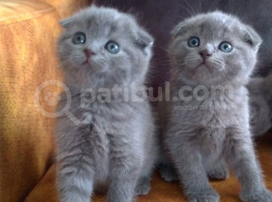 Aplus Safkan Irk Scottish Fold&Britihs Shorthair Yavrular