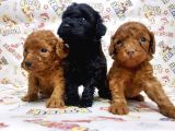 Mükemmel Kali̇tede Toy Poodle Yavru