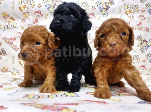 Mükemmel Kali̇tede Toy Poodle Yavru