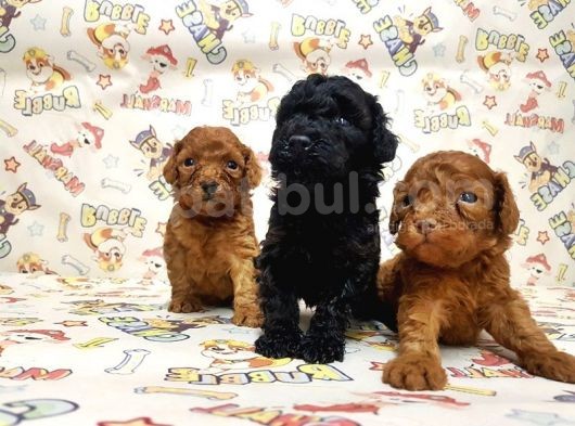 Mükemmel Kali̇tede Toy Poodle Yavru görsel