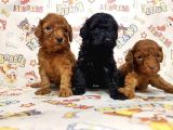Mükemmel Kali̇tede Toy Poodle Yavru