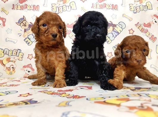 Mükemmel Kali̇tede Toy Poodle Yavru görsel