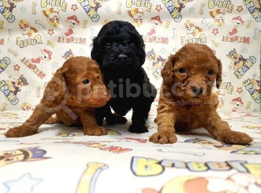 Mükemmel Kali̇tede Toy Poodle Yavru görsel