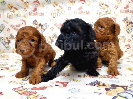Mükemmel Kali̇tede Toy Poodle Yavru görsel