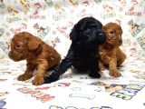 Mükemmel Kali̇tede Toy Poodle Yavru