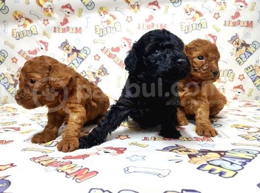 Mükemmel Kali̇tede Toy Poodle Yavru görsel