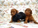Mükemmel Kali̇tede Toy Poodle Yavru
