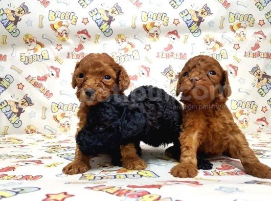Mükemmel Kali̇tede Toy Poodle Yavru görsel