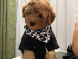 Model Model Toypoodle Bebekleeer