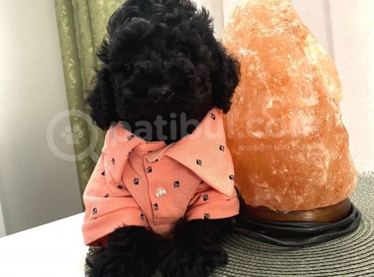 Model Model Toypoodle Bebekleeer görsel