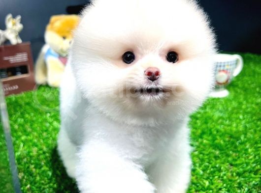 Ayı Surat Pomeranian Boo Yavrularımız görsel