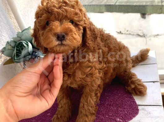 Karamelll Toypoodle’ın Bal Surat Bebekleri görsel