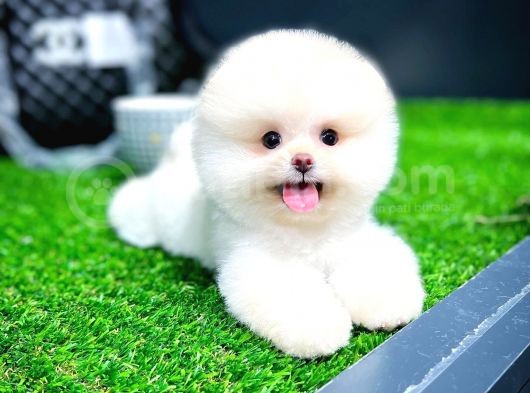 Ayı Surat Pomeranian Boo Yavrularımız