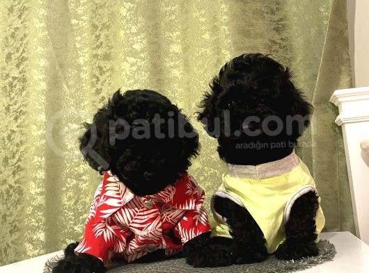 Pamuk Tüylü Birbirinden Sevimli Toypoodle Bebekler görsel