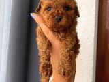 Pamuk Tüylü Birbirinden Sevimli ToyPoodle Bebekler