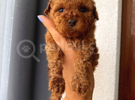Pamuk Tüylü Birbirinden Sevimli Toypoodle Bebekler
