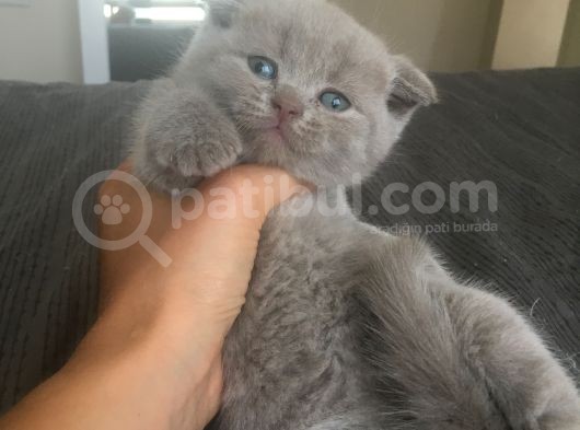 Oyuncu Ve Sağlikli Scotti̇sh Yavrular görsel