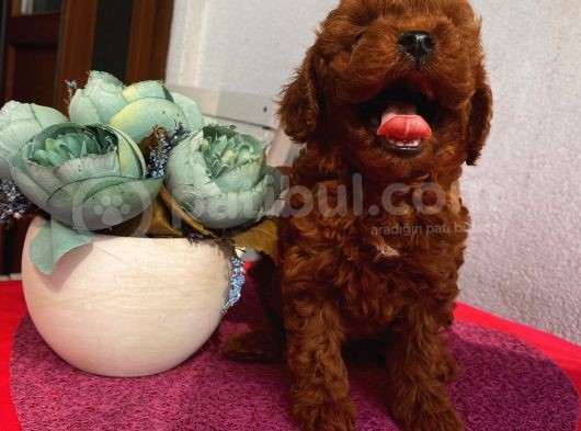 Sağlık Ve Irk Garantili Toypoodle Bebekler görsel