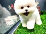 Irk ve Sağlık Garantili Pomeranian Boo Yavrularımız